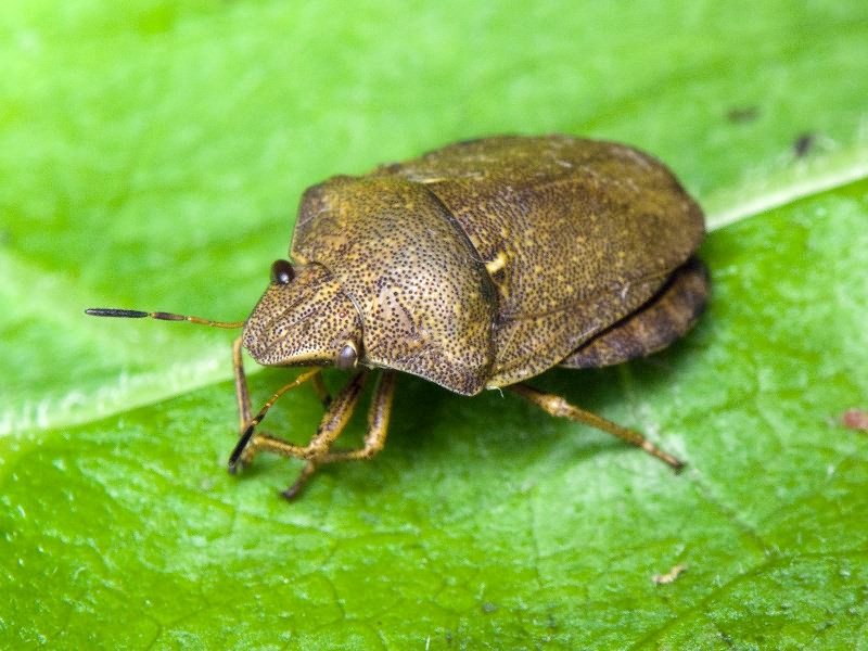 Eurygaster maura (Linnaeus, 1758)